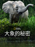 大象的秘密